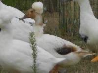 Canard huppé sauvage argenté brun Canard huppé sauvage argenté brun