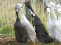 Coureurs huppé brun Coureurs huppé brun