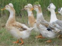 Canard huppé appleyard/appleyard brun Canard huppé appleyard/appleyard brun