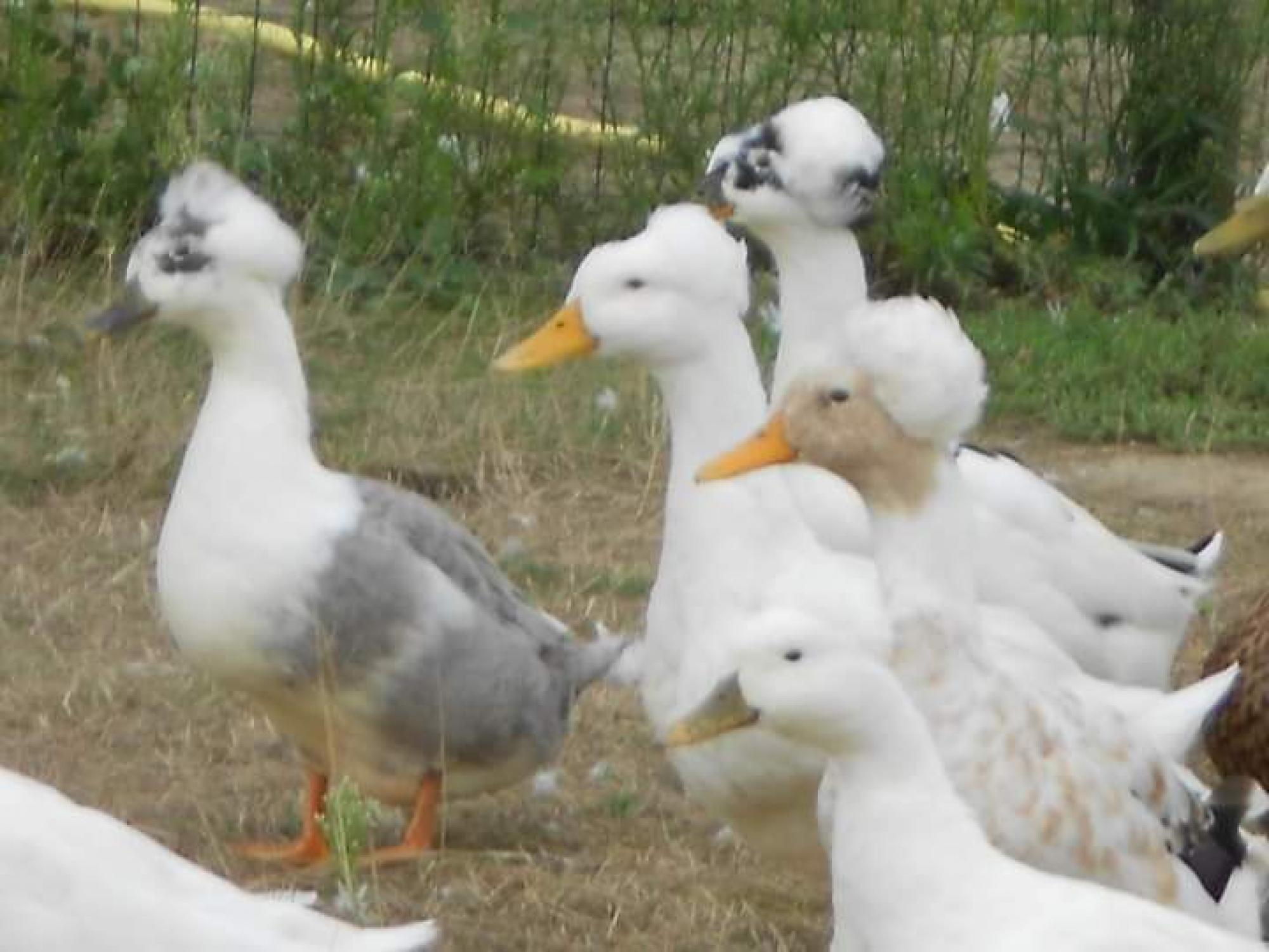 Canard Huppé ( Anciennement pompon )