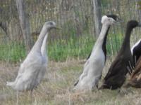 Canard coureur indien lavande 
