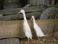 Canard coureur Blanc