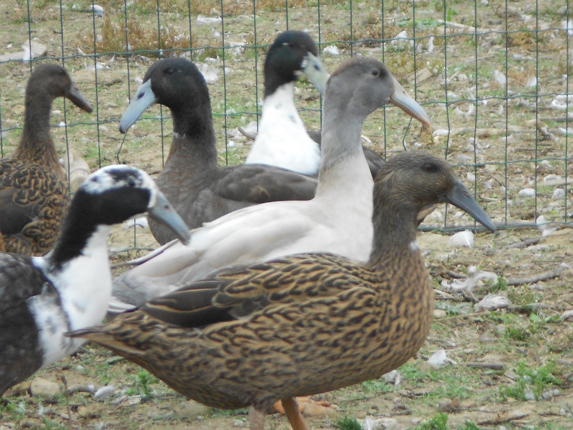 Canard à bec courbé