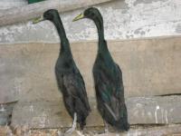 Canard coureur indien noir