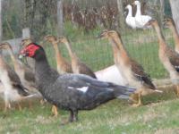 Canard de barbarie bleu Canard de barbarie bleu