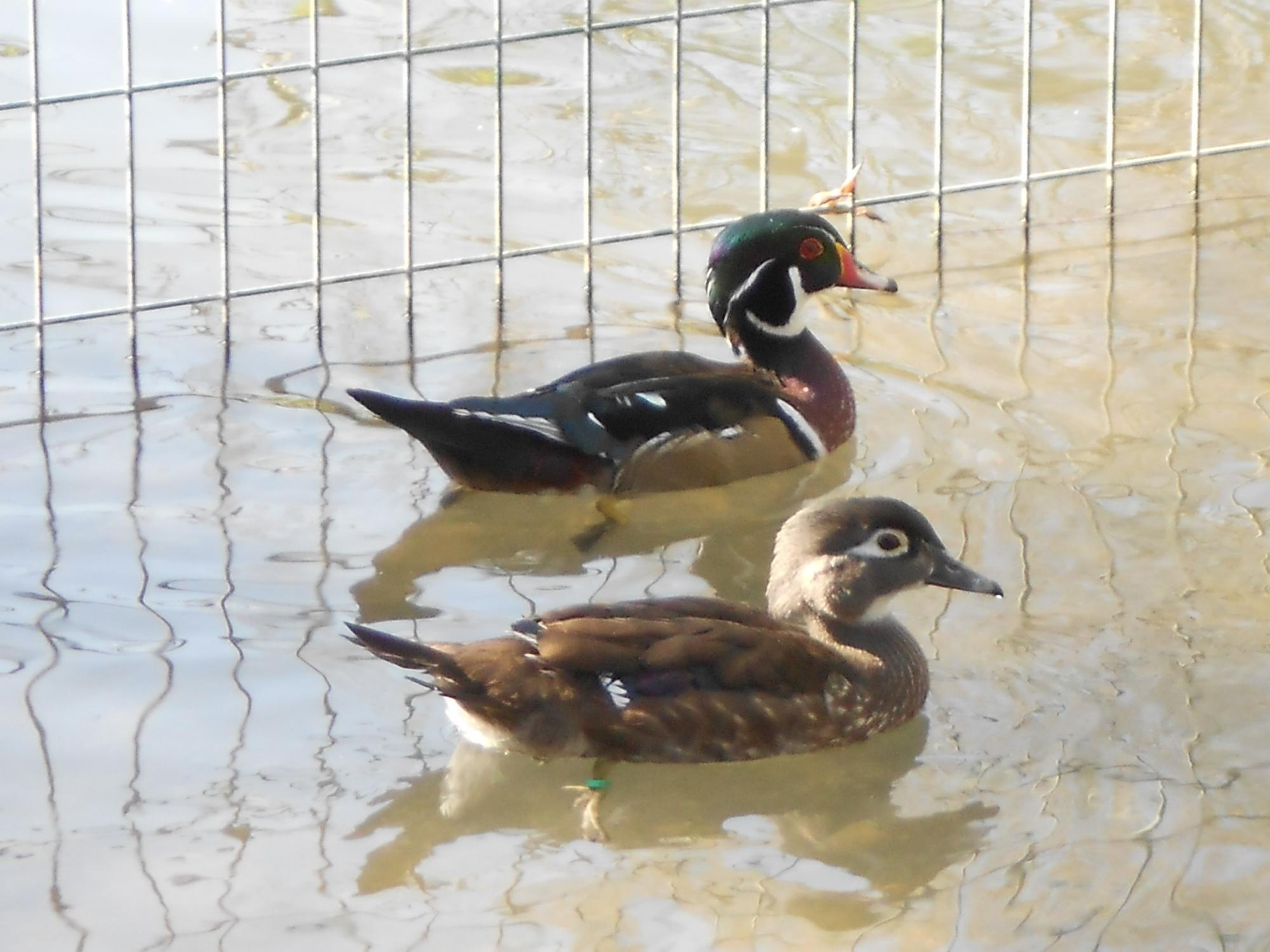 Canard carolin