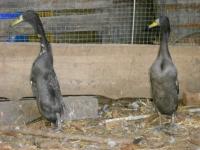 Canard coureur indien bleu 