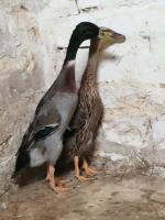 Canard coureur indien sauvage 