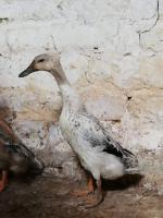 Coureur huppé sauvage argenté  Coureur huppé sauvage argenté