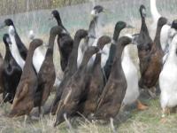 Canard coureur indien brun