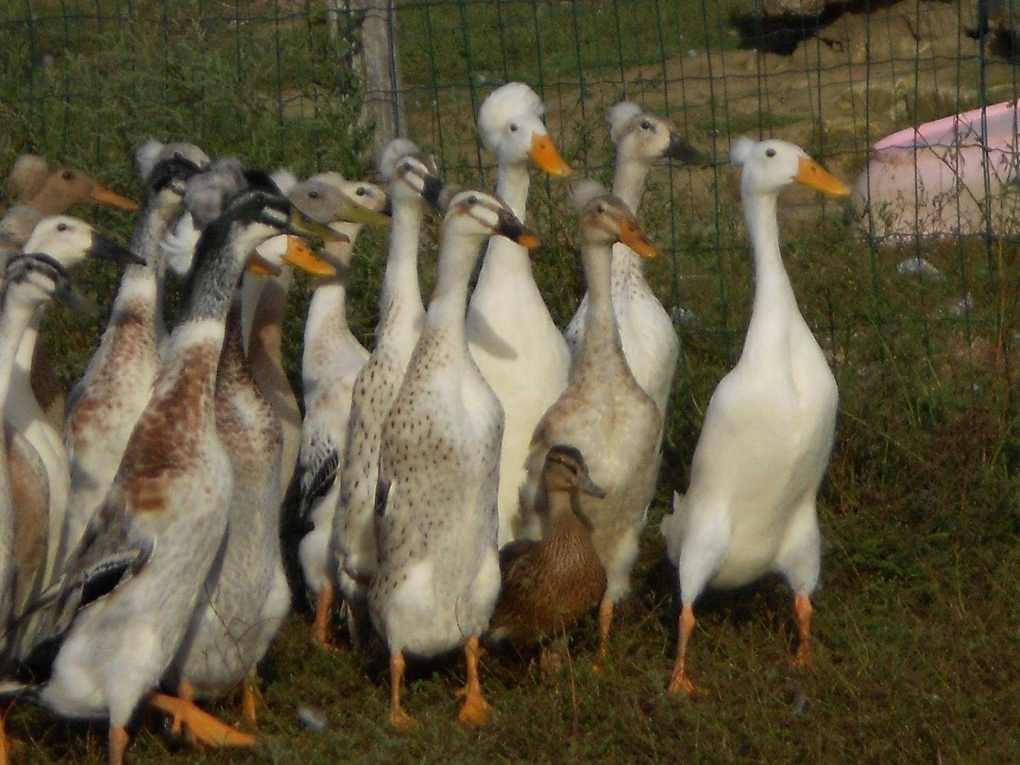 Canard Coureur Huppé ( Anciennement de Bali )