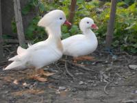 canard mandarin blanc