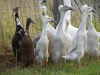 Coureur huppé lavande  Coureur huppé lavande