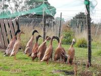 Canard coureur indien brun sauvage foncé (kaki)