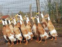 Canard coureur indien panaché 