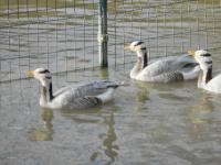 Oie à tête barrée