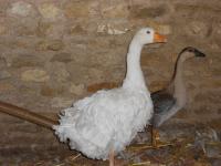 Oie à poitrine Frisée