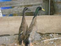 Canard coureur Indien