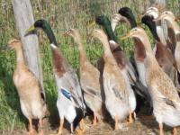 Canard coureur indien truité bleu 