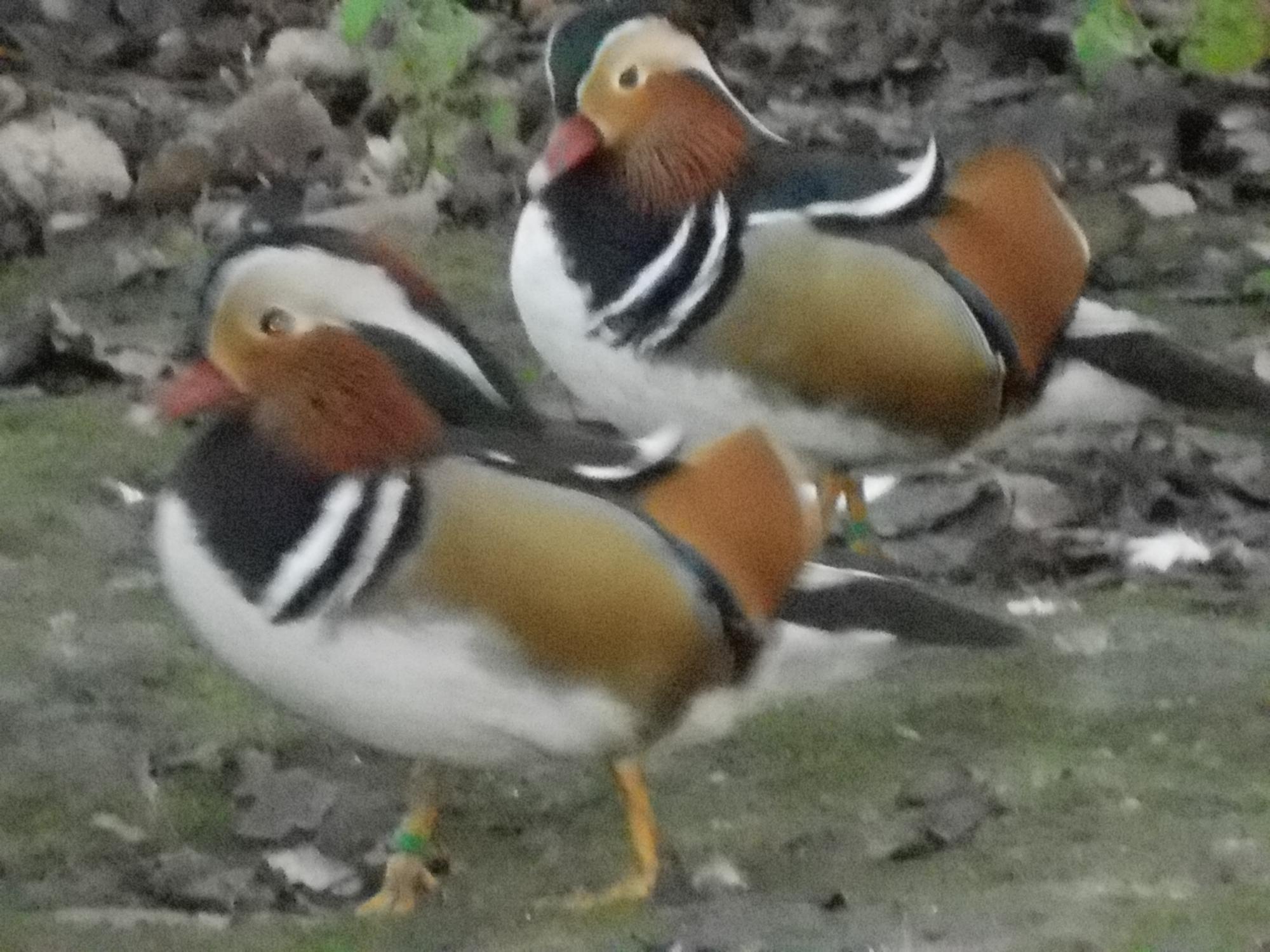 Canard Mandarin