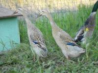 Canard coureur truité