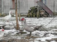 Canard de barbarie gris perle Canard de barbarie gris perle