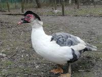 Canard de barbarie pie bleu Canard de barbarie pie bleu