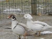 Canard carolin argenté