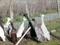 Coureur huppé bleu Coureur huppé bleu