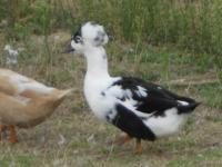 canard pompon pie noir canard pompon pie noir