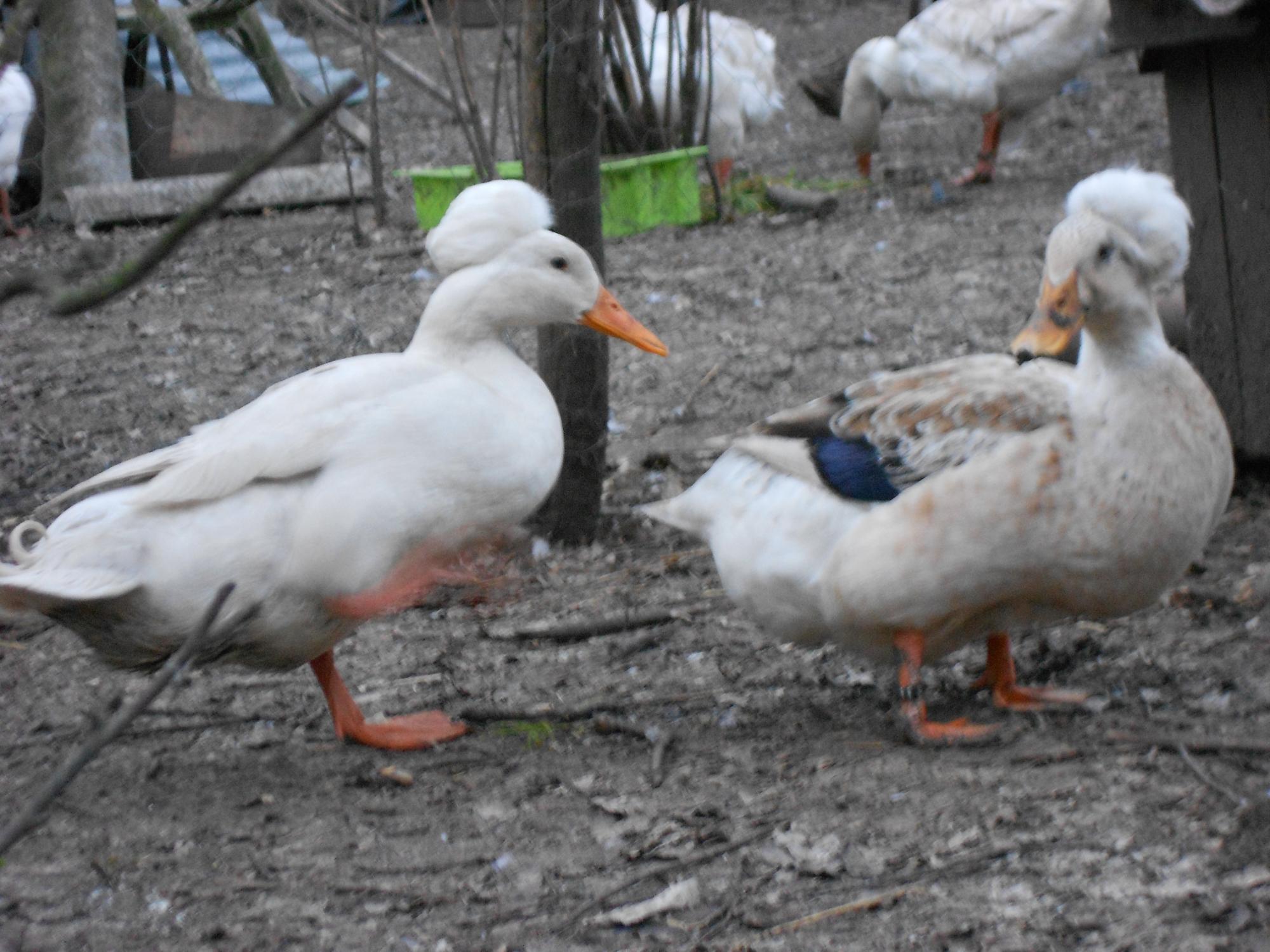 Canard pompon