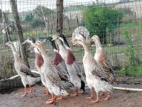 Canard coureur appleyard 