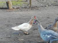 Canard de barbarie opale Canard de barbarie opale