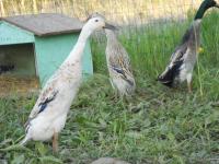 Canard coureur sauvage argenté