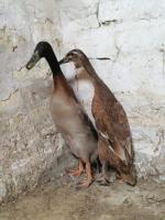 Canard coureur indien brun sauvage 