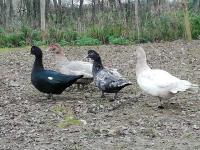 Canard de barbarie noire Canard de barbarie noire