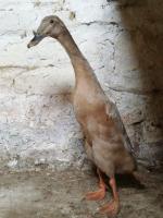 Canard coureur Bleu sauvage 