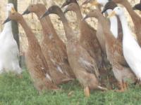 Canard coureur indien chamois 