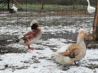 canard huppé sauvage argenté canard huppé sauvage argenté