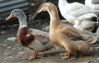 Canard de Saxe Canard de Saxe