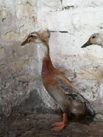 Coureur huppé bleu sauvage  Coureur huppé bleu sauvage