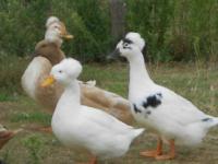 Canard à pompon blanc Canard à pompon blanc
