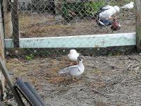 Canard carolin argenté Canard carolin argenté